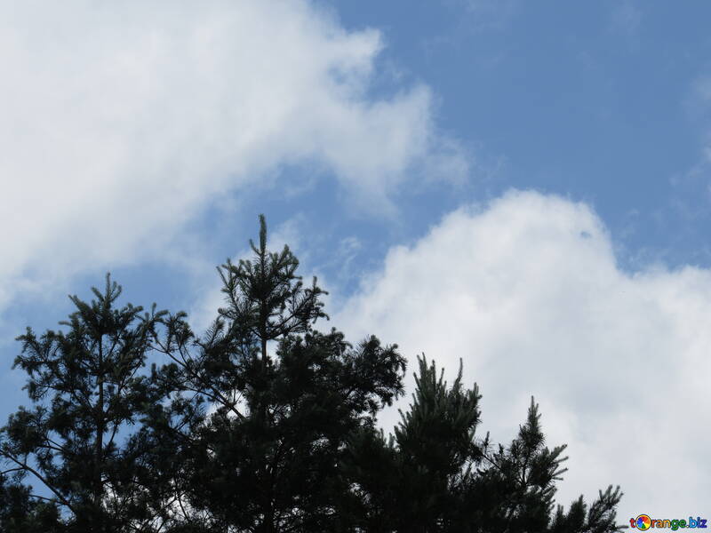 El cielo sobre el bosque de pinos №22911