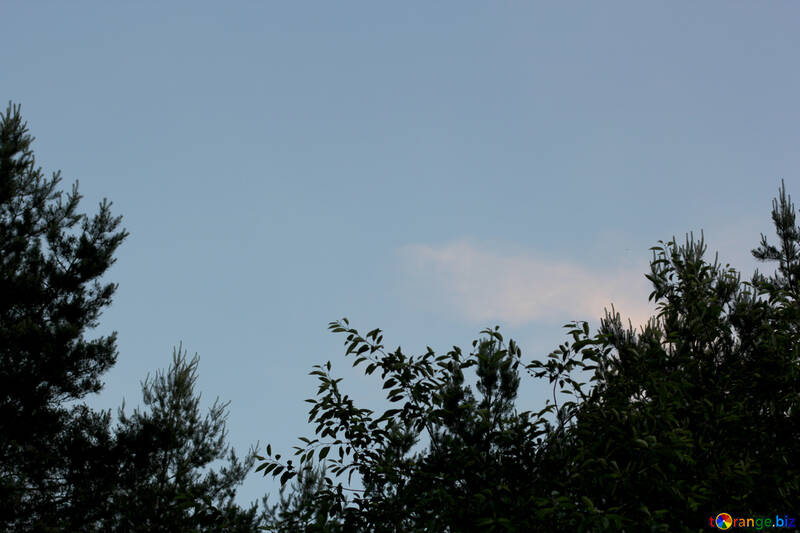 El cielo por encima de los árboles №22730