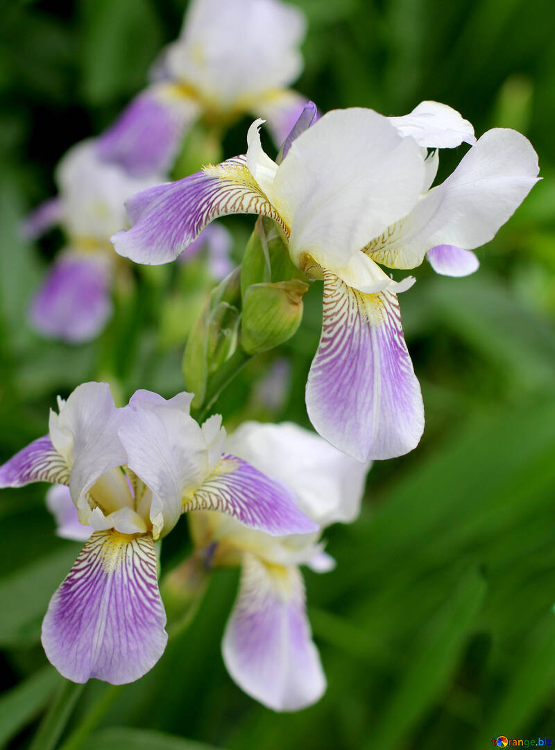 Blooming iris №22352
