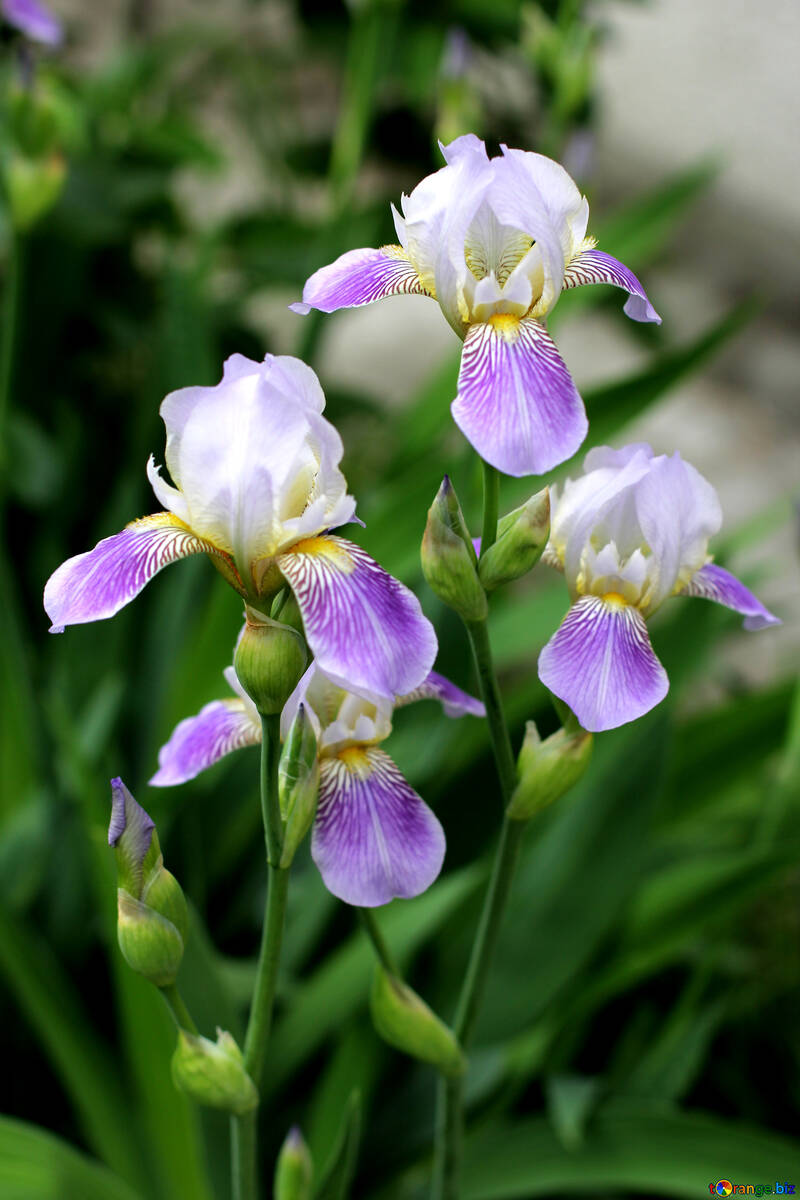 Iris flower №22357