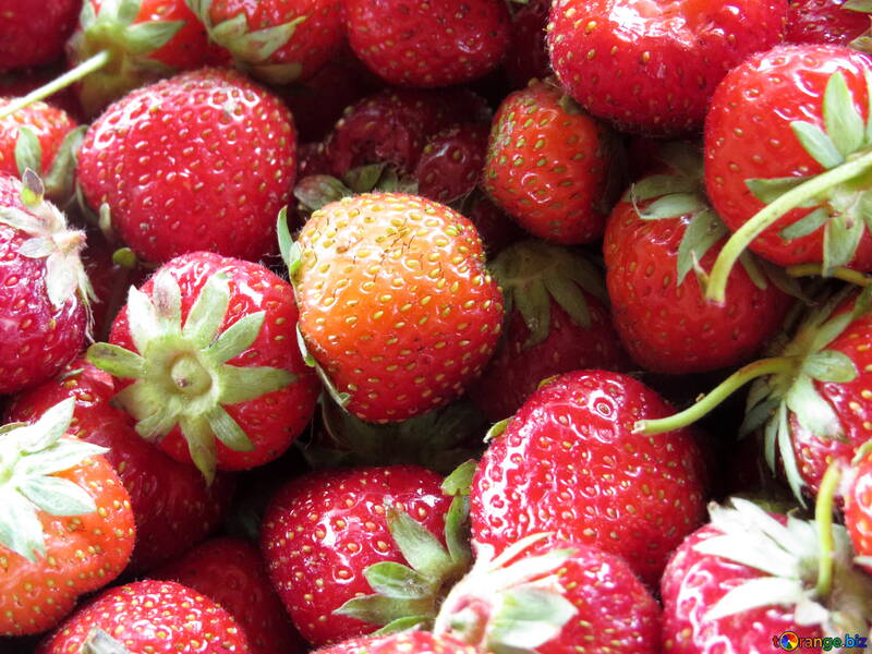Récolte de fraises №22388