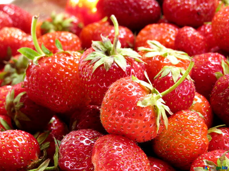 Strawberry picking season №22377