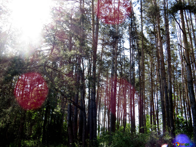 Summer forest №22536
