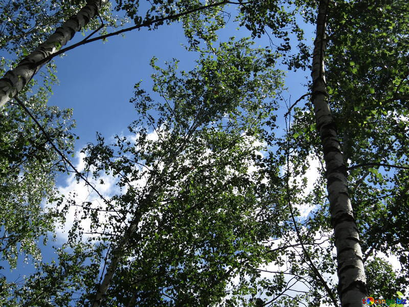 The tops of birch trees №22487