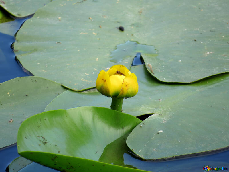 Квіти в озері №22448