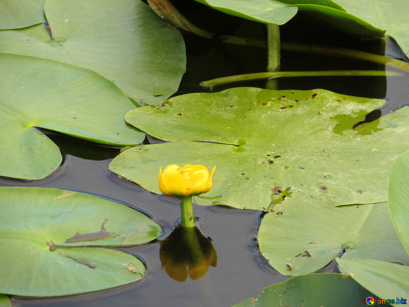 Die Blume wächst im Wasser №22443