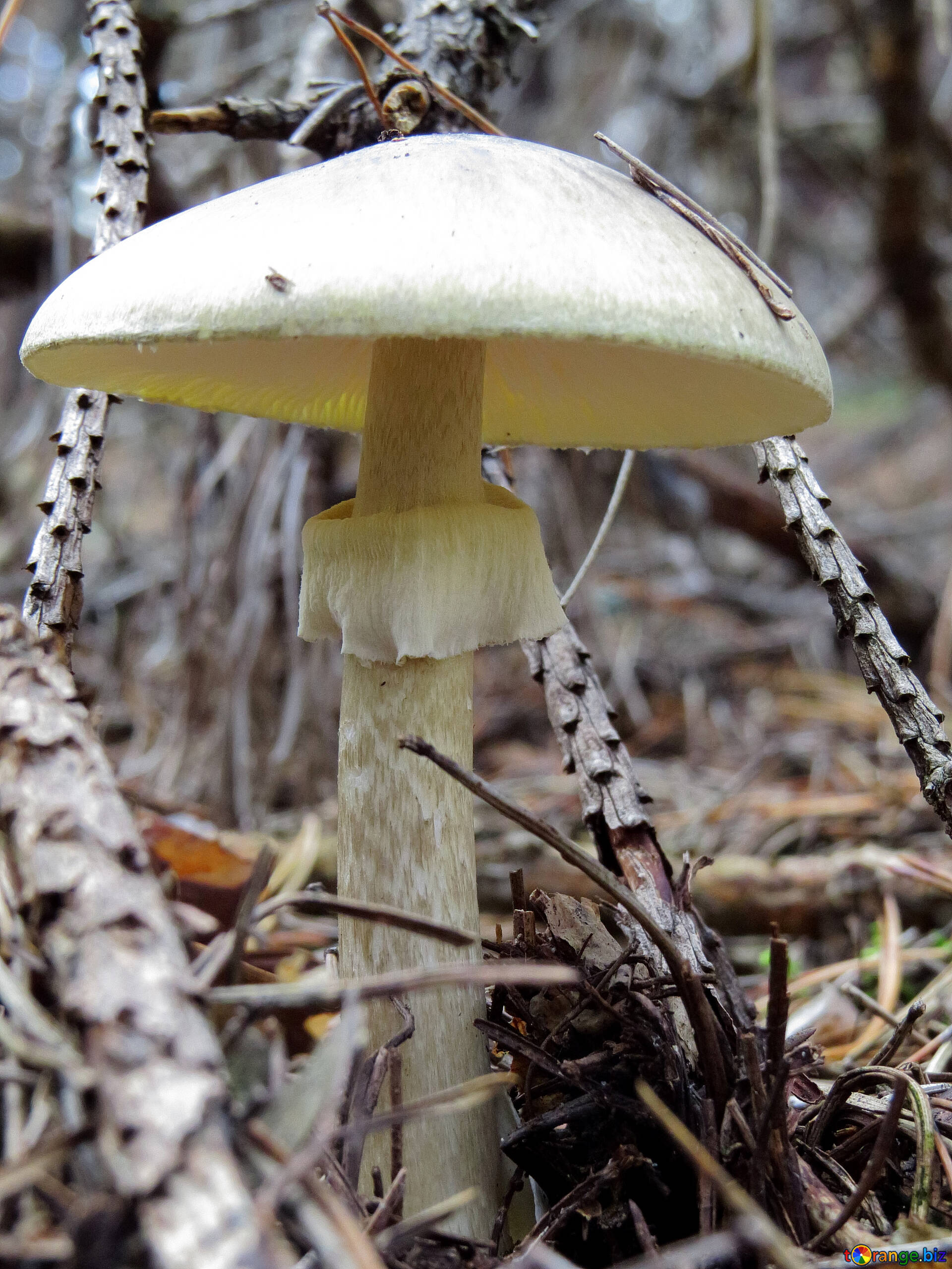 Покажи поганку. Белая поганка гриб. Бледная поганка гриб. Amanita phalloides гриб. Бледная поганка белая.
