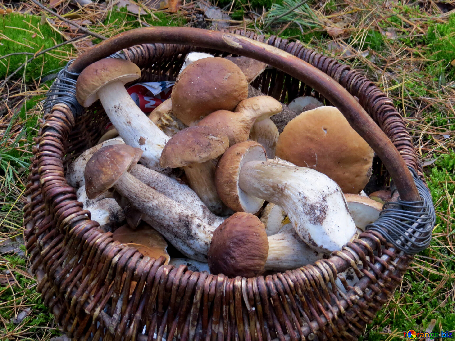 Гриб как правильно ухаживать. Сбор грибов Боровиков в лесу. Корзина с грибами. Белые грибы в корзинке. Собранные грибы.