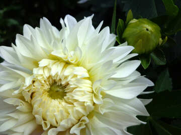 Великий білий осінній квітка №23437