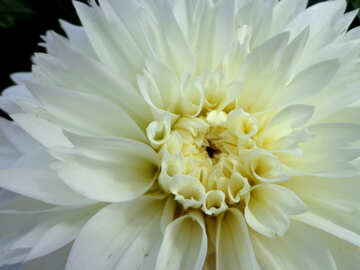Fiore bianco di autunno №23438
