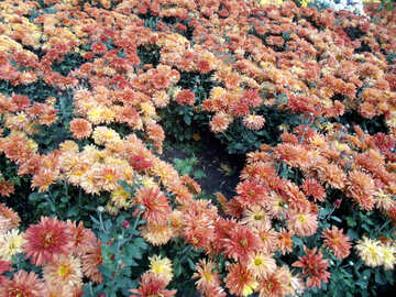 Chrysanthemen №23412