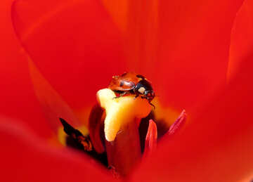 Ladybug №23364