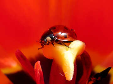 Beetle №23365