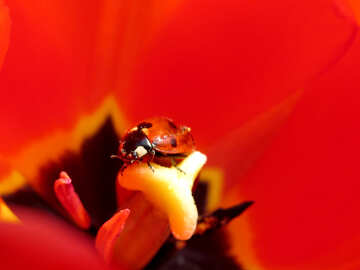 Ladybug in flower №23359