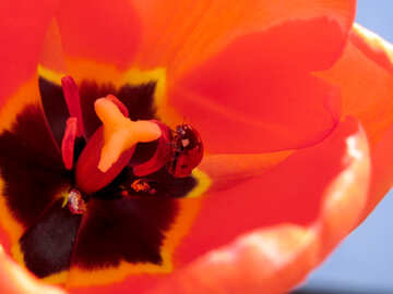 Beetle in flower №23373