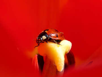 Red beetle №23363