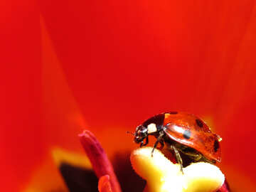 Rote Käfer mit schwarzen Flecken №23360