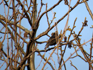 Uccello di primavera sui rami dell`albero №23919