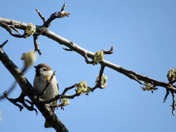 Spring sparrow №23968