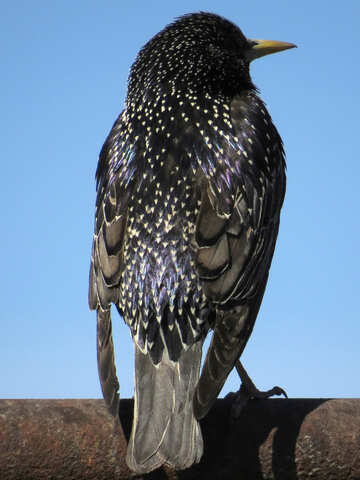 Coloring starling №24000