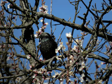 Pássaros cantando de primavera №23981