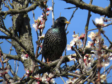 Spring birds singing №23980