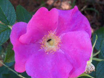 Rosehip flower №23063