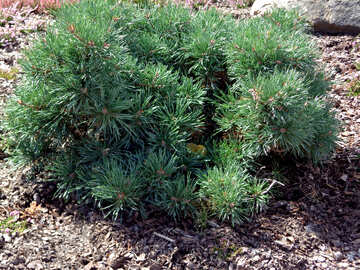 Creeping pine