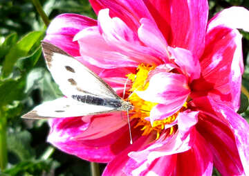 Butterfly pierid №23428