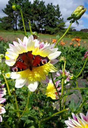 Schmetterling auf Blume №23423