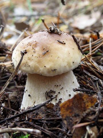 Білий гриб №23154