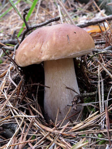 Білий гриб №23156