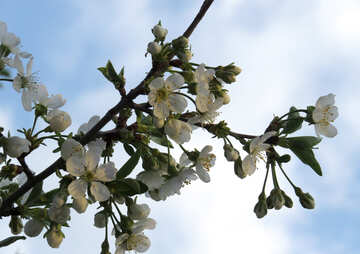 Fonds d`écran pour bureau fleurs de cerisier №23944