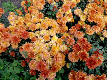 Chrysanthemum №23470