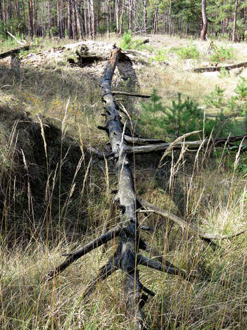 A fallen tree №23134