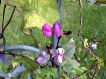 Flower bean №23384