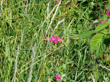 Flores en la hierba №23044