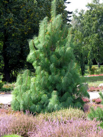 Beautiful pine №23443