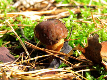 Brown mushroom in coniferous forests №23278