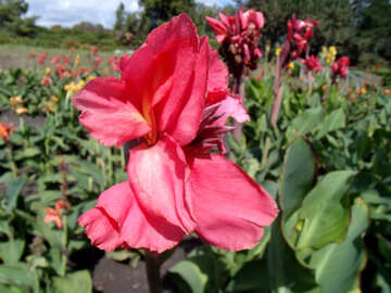 Rote Blume №23389