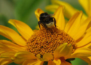 Pollinisation des fleurs par les insectes №23050