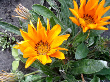 Gelbe Blumen №23382