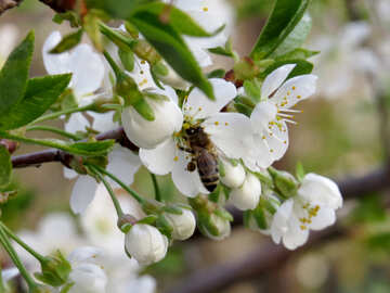 Pollination of fruit trees №23949