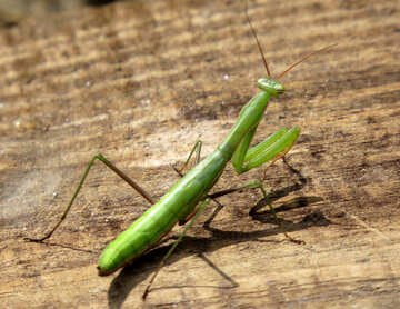 Insect mantis №23305