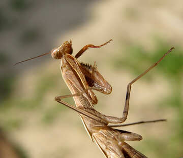 Insect praying mantis №23321