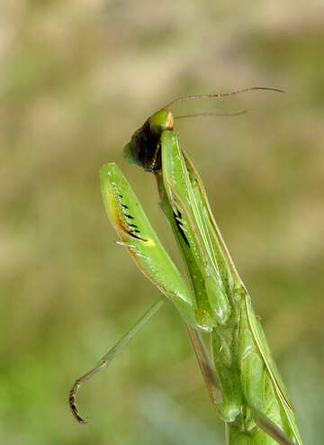 Insecte prédateur Mantis №23332