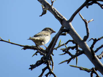 Uccello sull`albero di primavera №23966