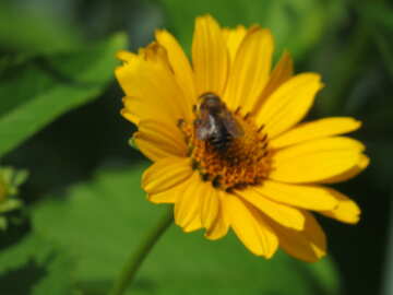花に蜂を背景をぼかし №23051