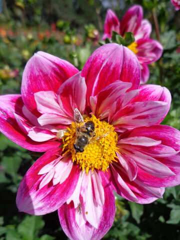 Пчеловідка на квітці №23430