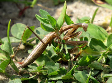 Mantis-camouflage №23348